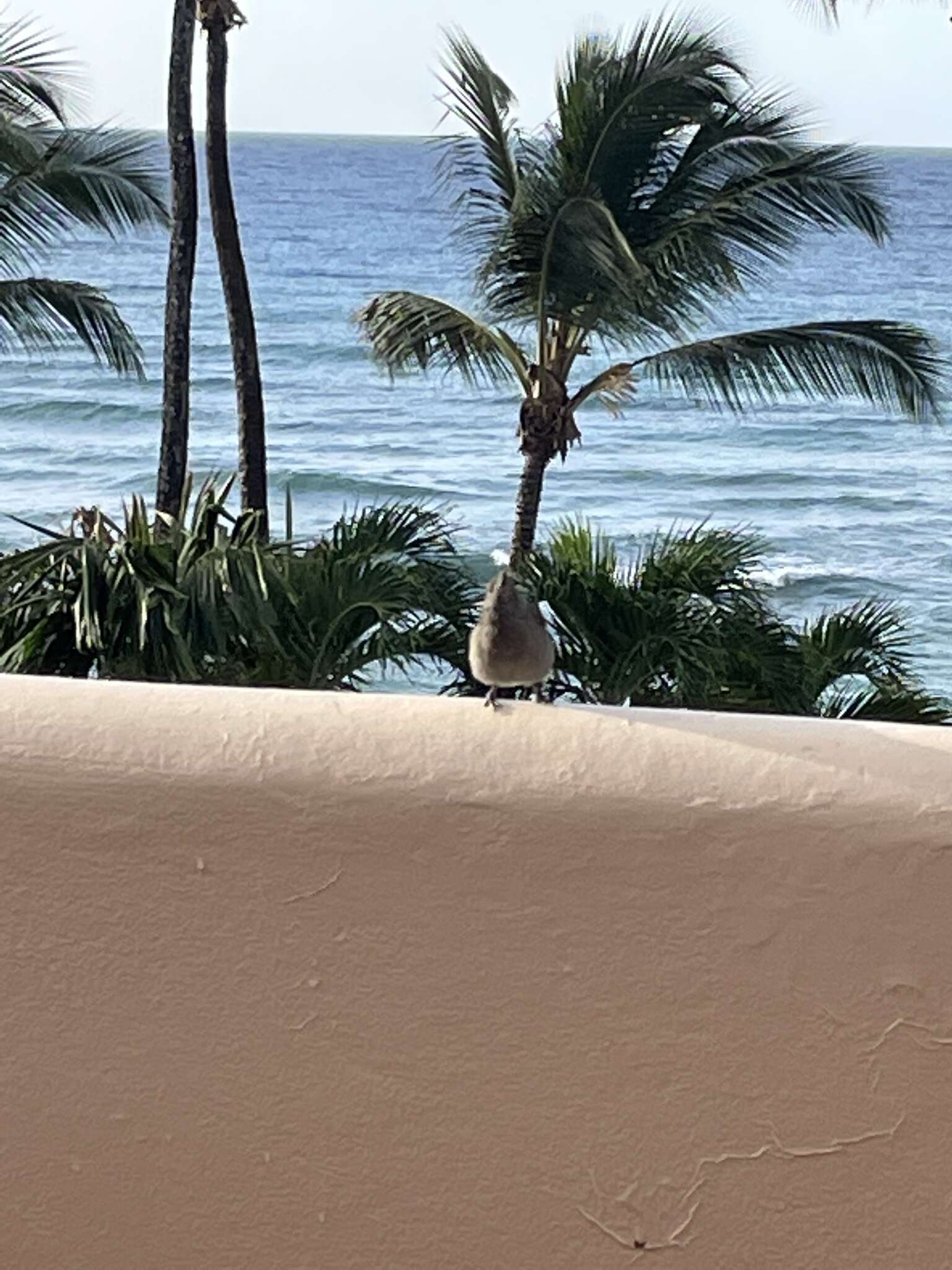 Image of Barbados Bullfinch