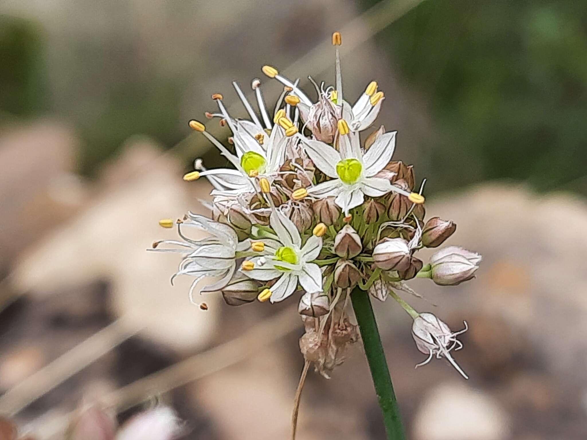 Image of Allium saxatile M. Bieb.