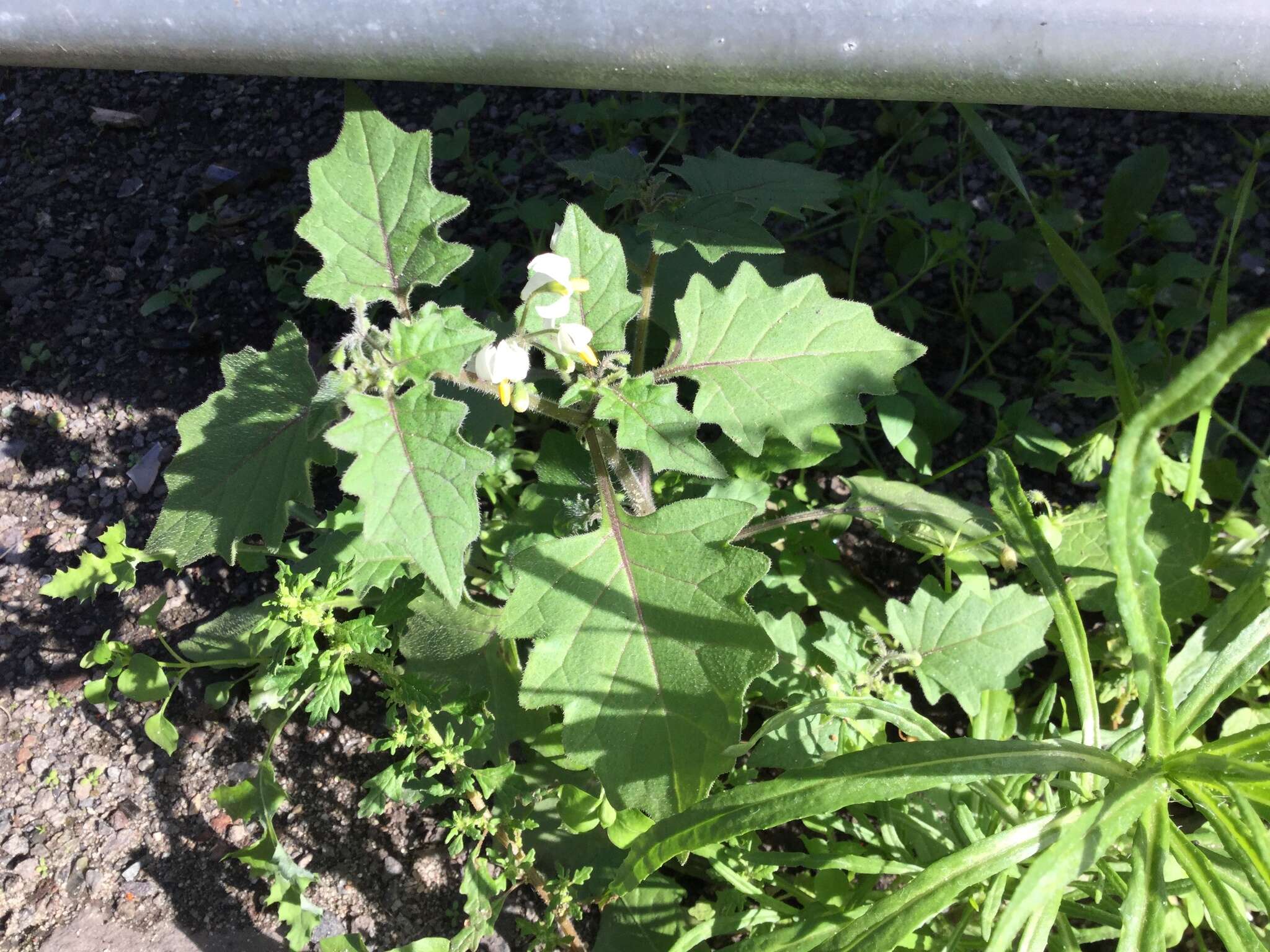 Image of black nightshade