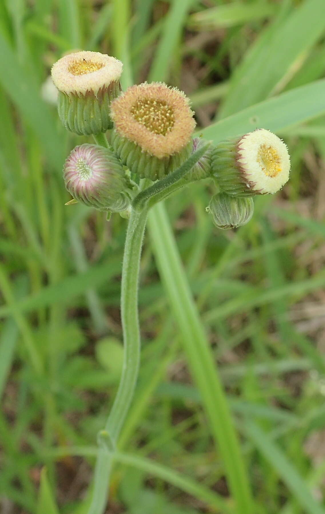 Слика од Erigeron primulifolius (Lam.) Greuter