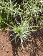 Image of Eryngium glomeratum Lam.