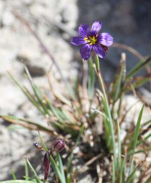 Sisyrinchium scabrum Schltdl. & Cham.的圖片