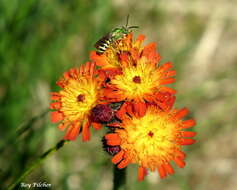 Imagem de Pilosella aurantiaca (L.) Sch. Bip., F. W. Schultz & Sch. Bip.