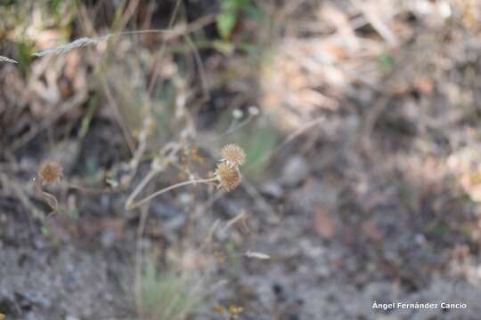 Image de Jasione crispa subsp. sessiliflora (Boiss. & Reut.) Tutin