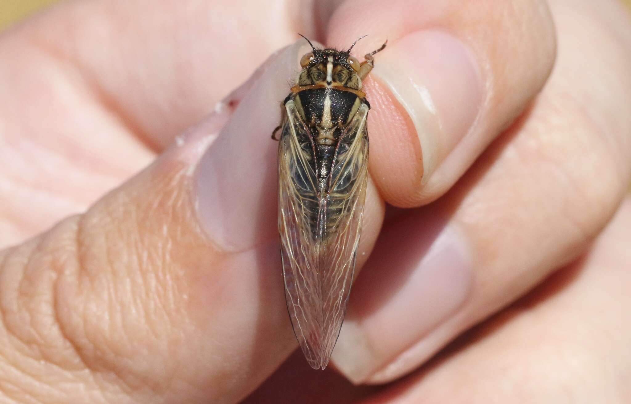 Image of tussock cicada