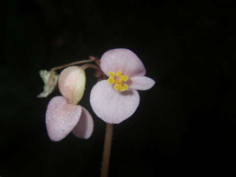 Image of Begonia chongzuoensis Yan Liu, S. M. Ku & C. I Peng