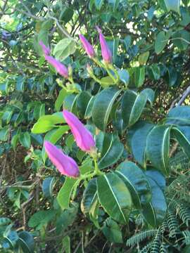 Cryptostegia madagascariensis Boj. resmi