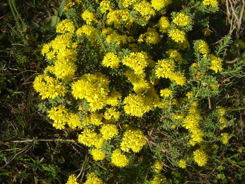 Plancia ëd Oedera genistifolia (L.) A. A. Anderberg & K. Bremer