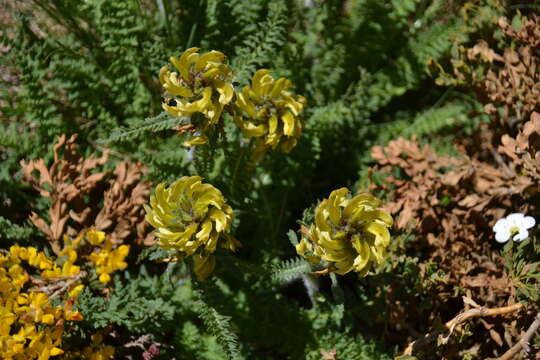 Image of Pedicularis schizocalyx (Lange) Steininger