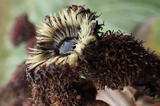 Image of Pleurophyllum hookeri J. Buch.