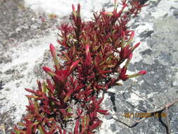 Image of Crassula obtusa Haw.