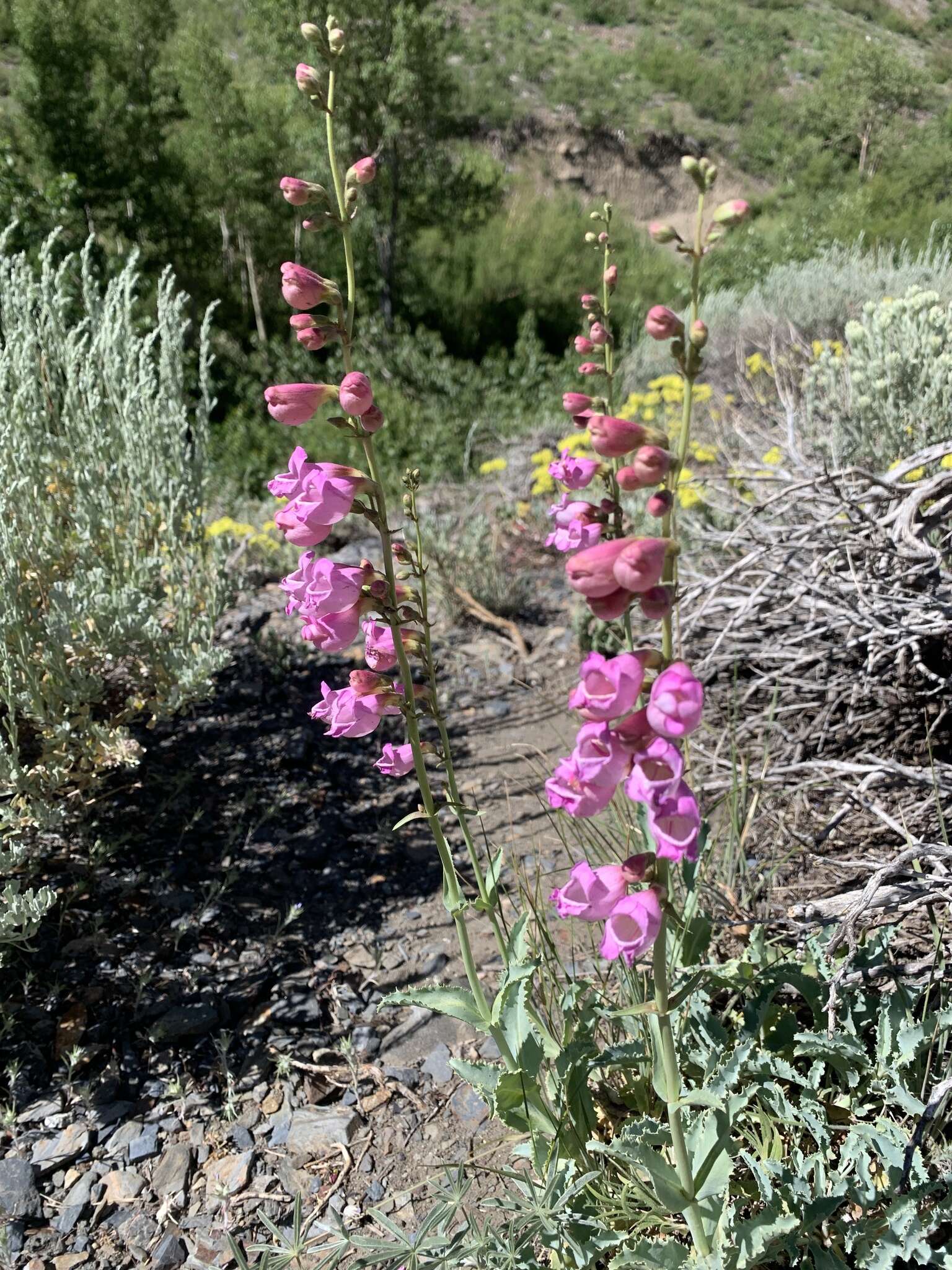 Image of Panamint beardtongue