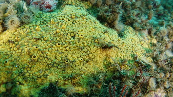 Image of California boring horny sponge