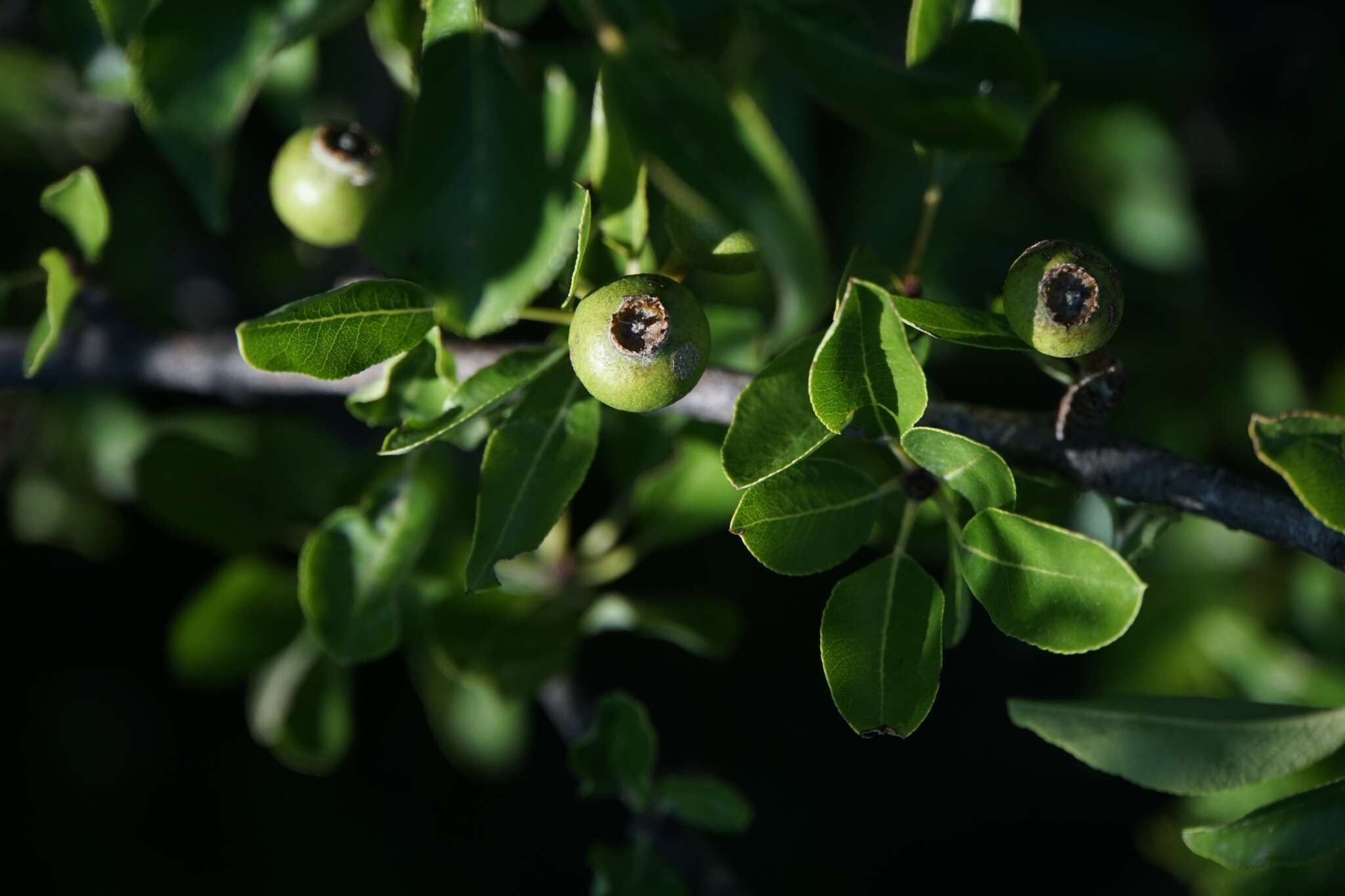 Plancia ëd Pyrus spinosa Forsk.