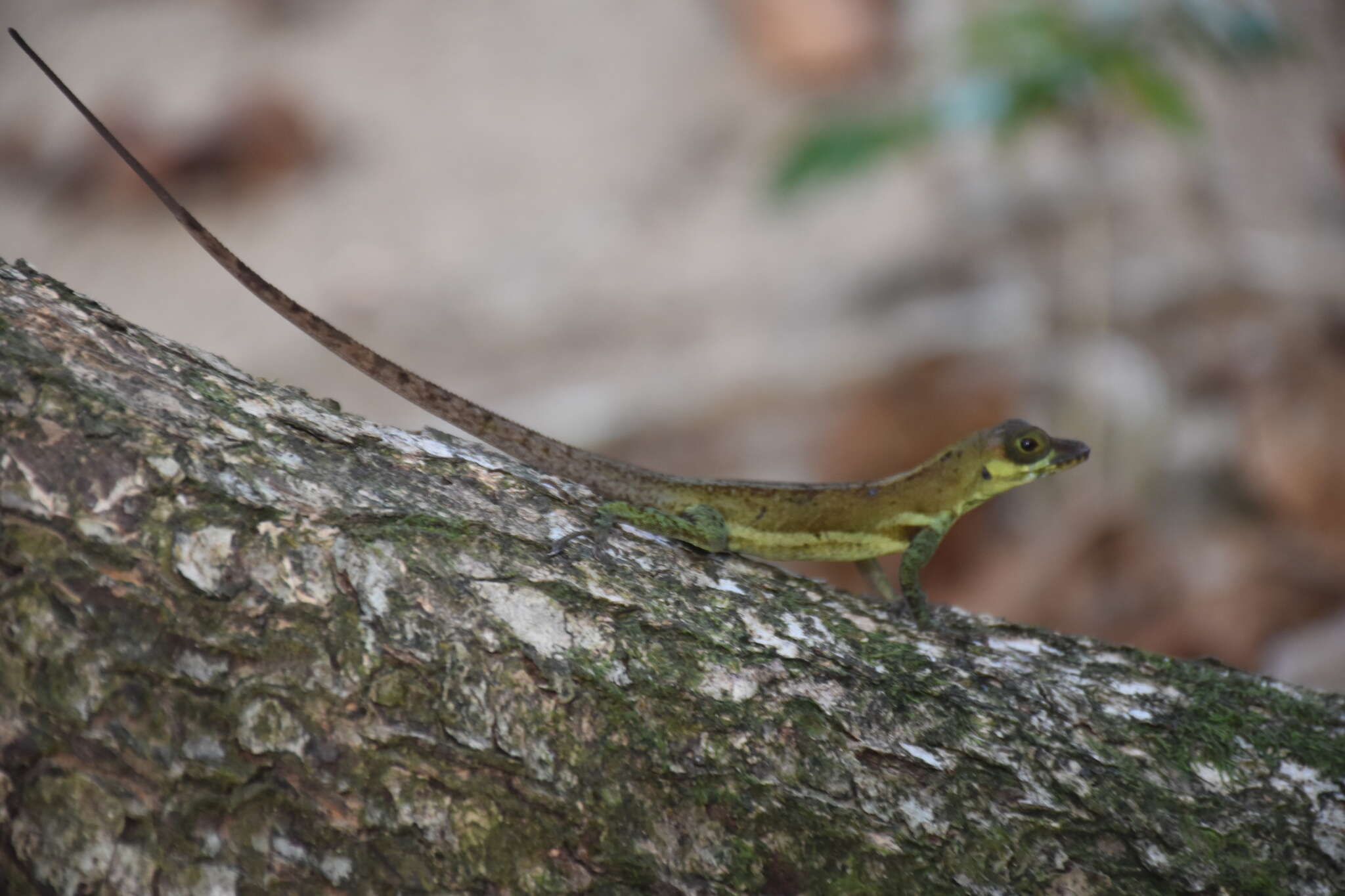 Imagem de Anolis richardii Duméril & Bibron 1837