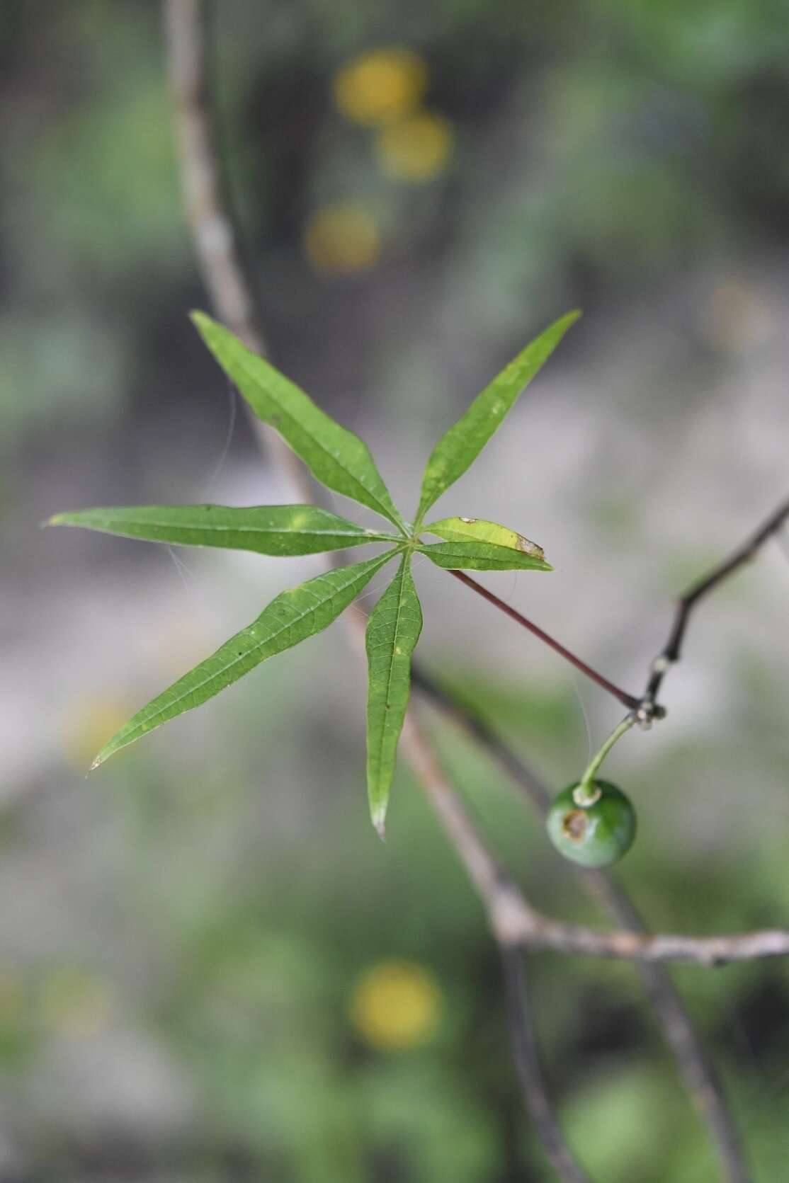 Слика од Manihot rhomboidea subsp. microcarpa (Müll. Arg.) D. J. Rogers & Appan