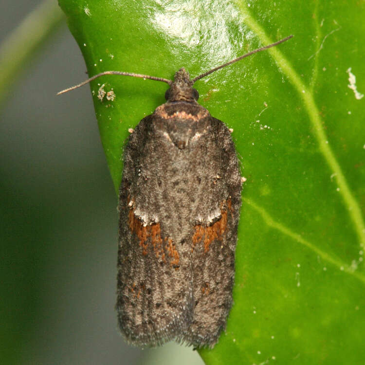 Imagem de Acleris hudsoniana Walker 1863