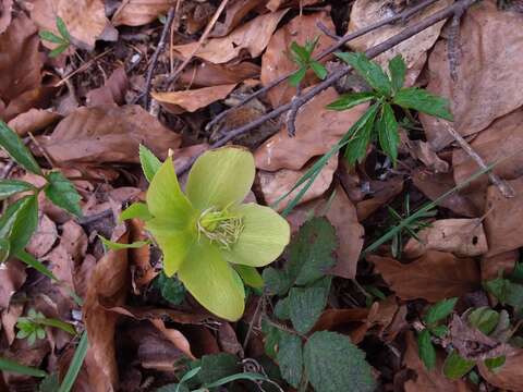 Image of Fragrant hellebore