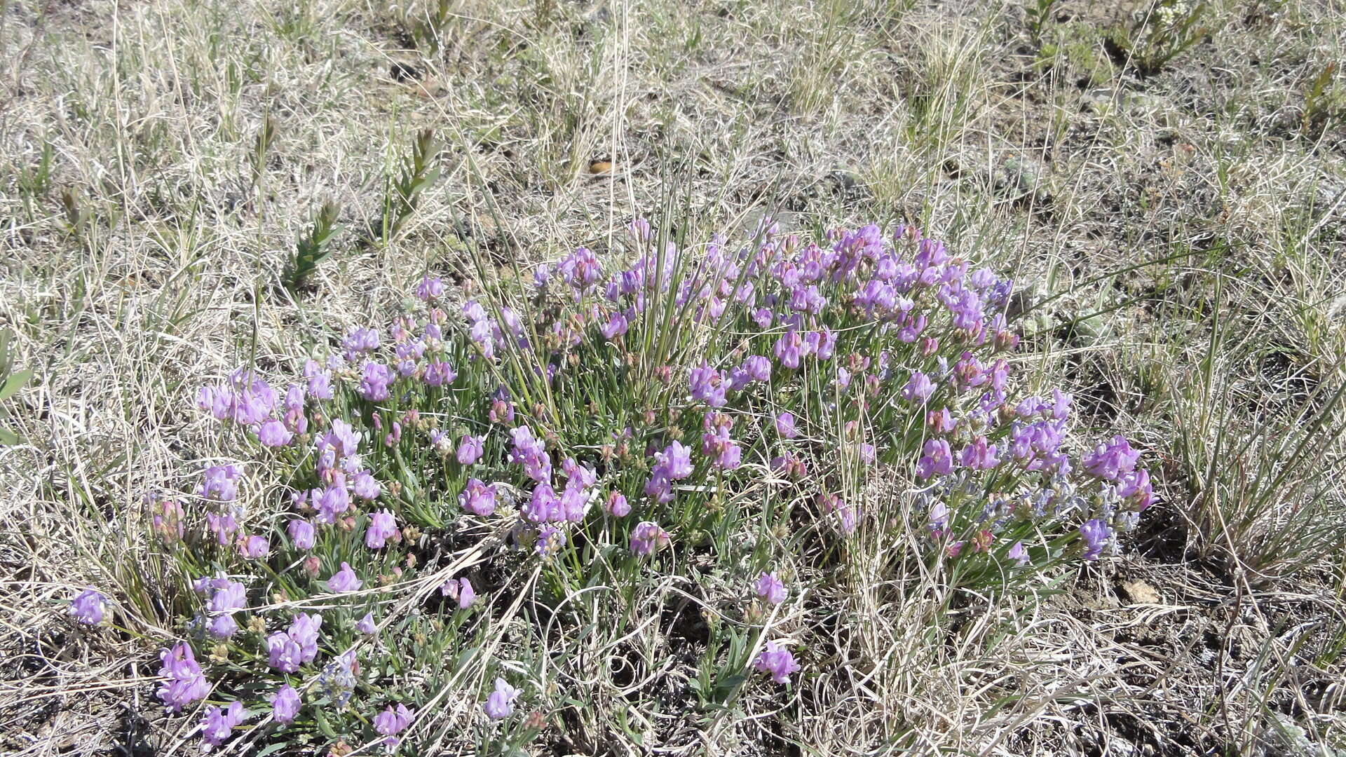 Imagem de Astragalus spatulatus Sheldon