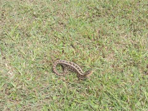 Image of Alligator lizards