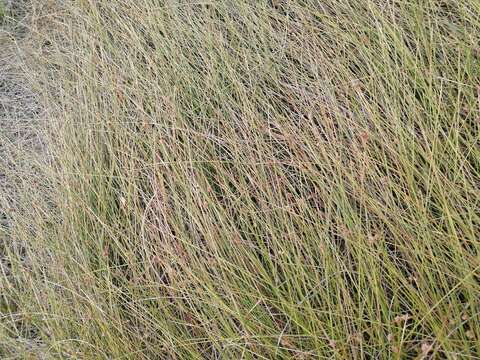 Image of Isolepis costata Hochst. ex A. Rich.