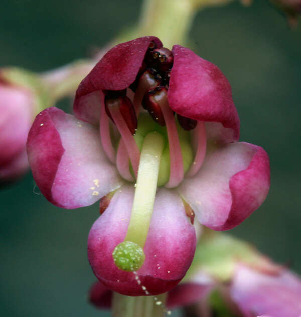 Image of liverleaf wintergreen