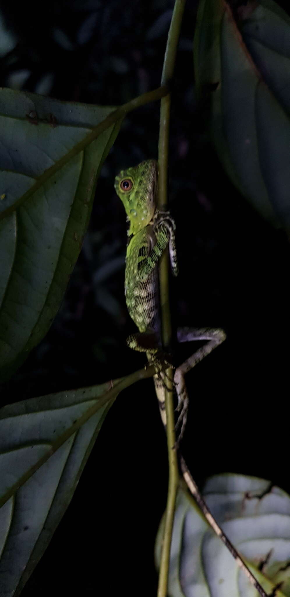 صورة Gonocephalus liogaster (Günther 1872)