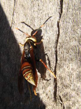 Image of Polistes buyssoni Brethes 1909