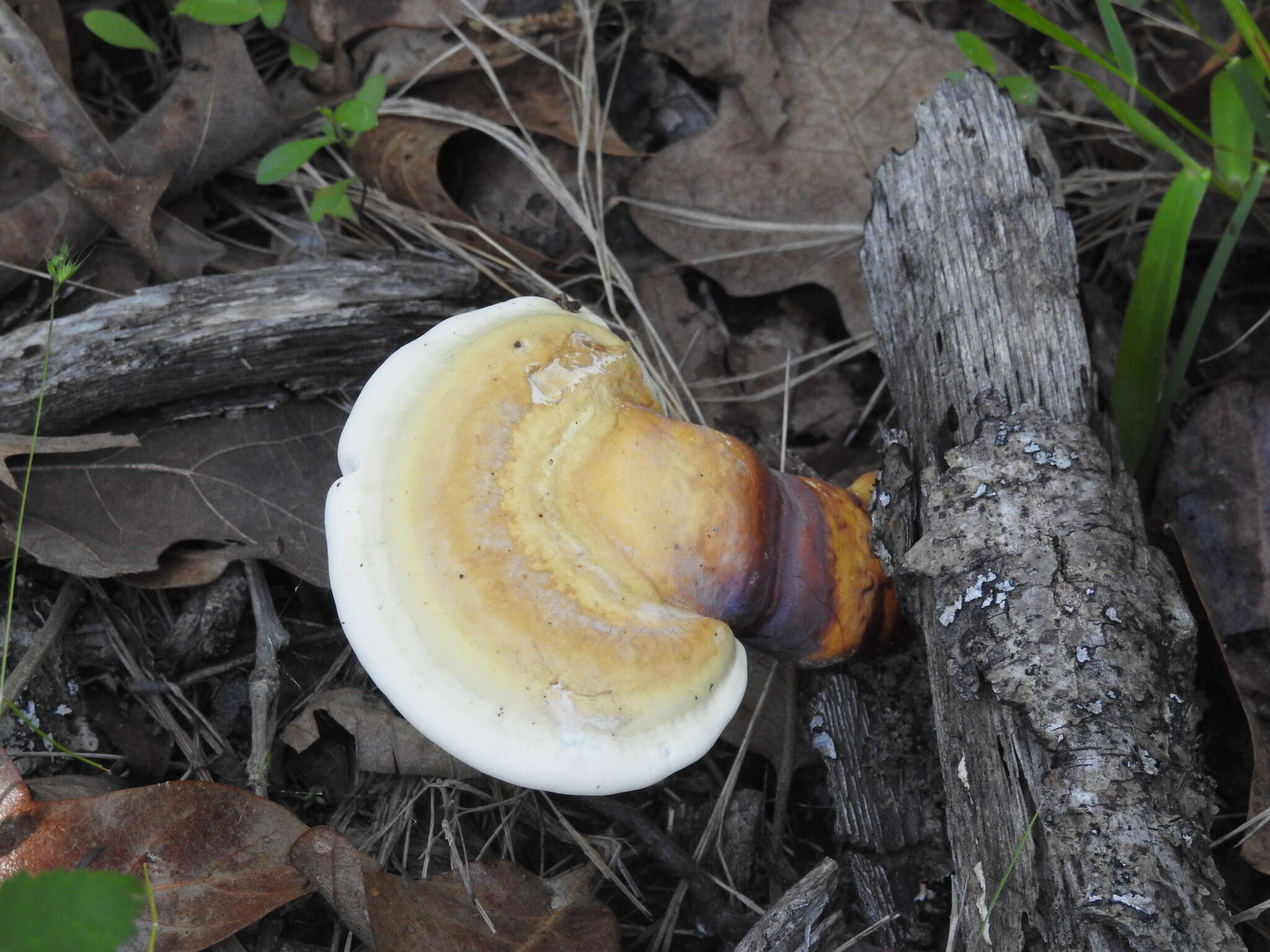 Image of Ganoderma curtisii (Berk.) Murrill 1908