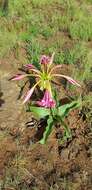 Image de Crinum graminicola I. Verd.