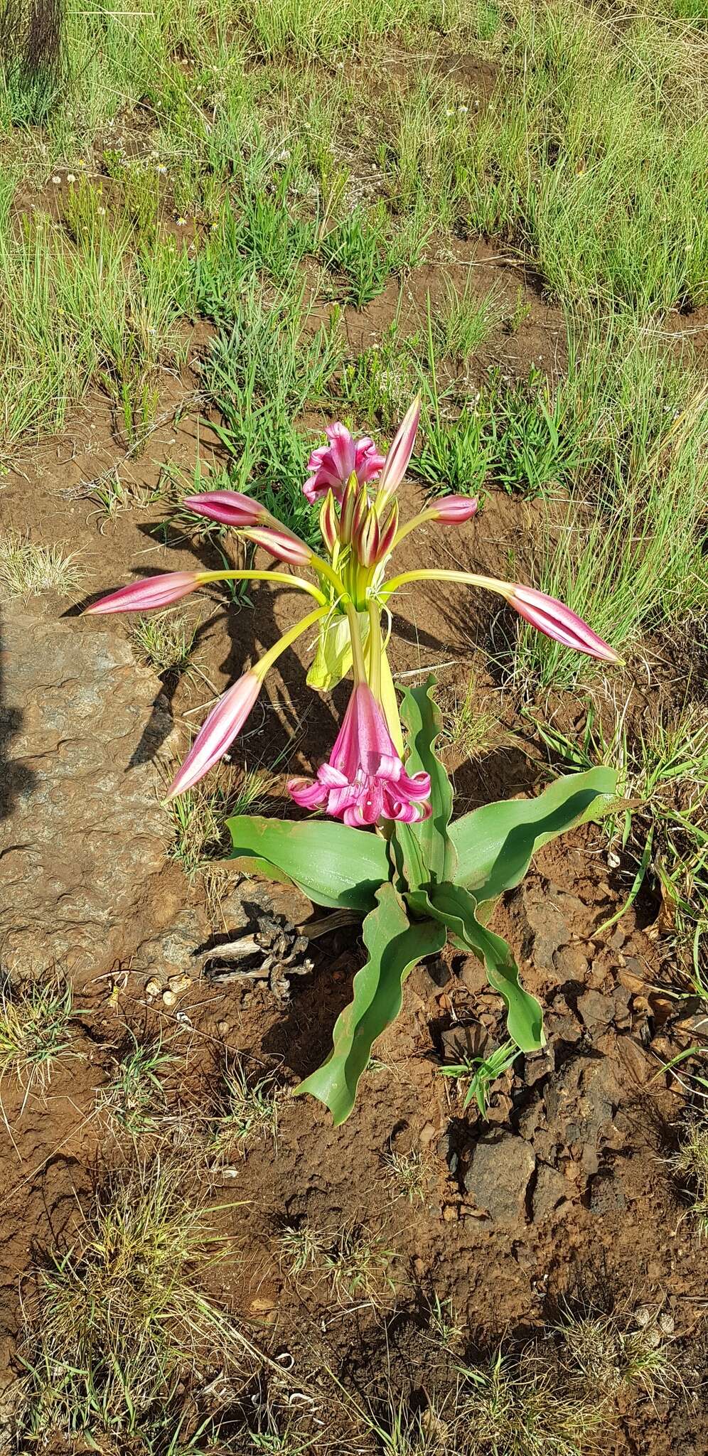 Image of Grassland crinum