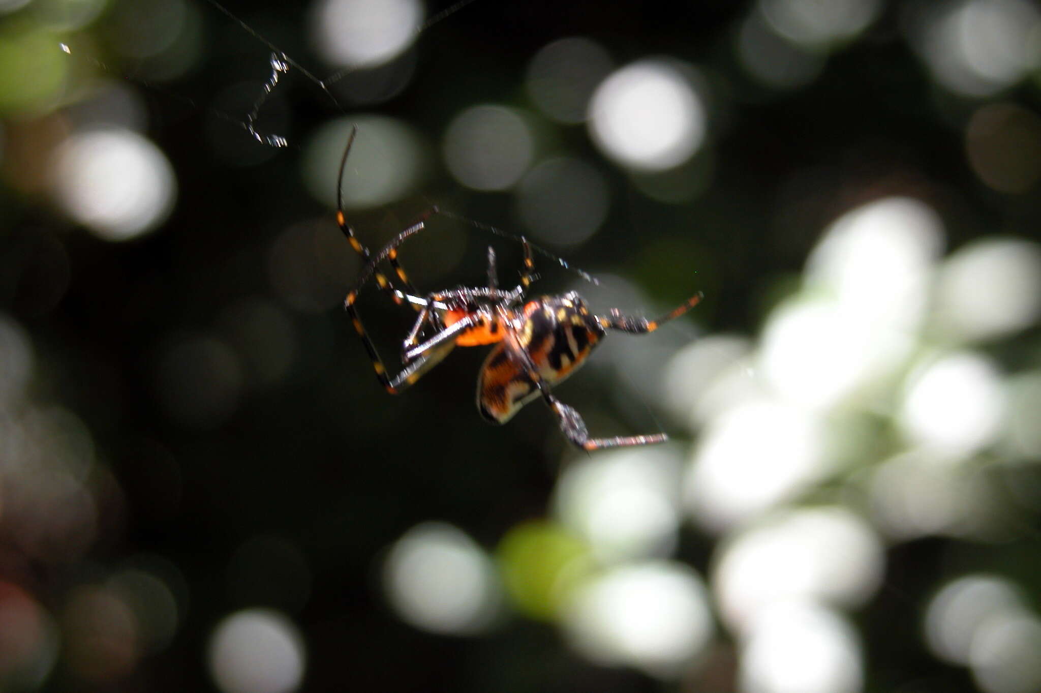 Image of Leucauge fastigata