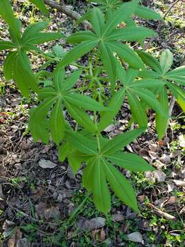 صورة Aesculus glabra var. arguta (Raf.) B. L. Robins.