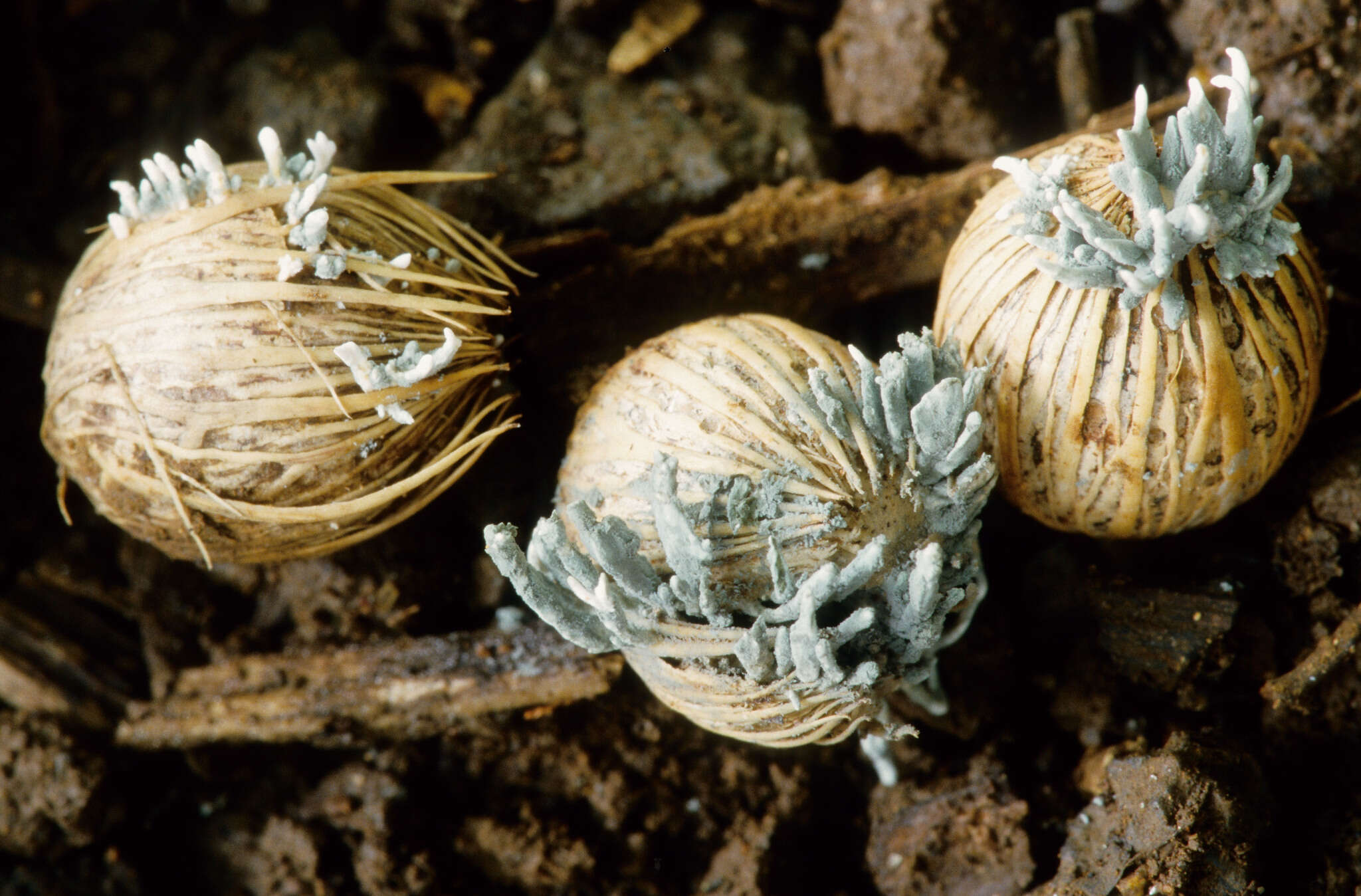 Image of Talaromyces palmae (Samson, Stolk & Frisvad) Samson, N. Yilmaz, Frisvad & Seifert 2011