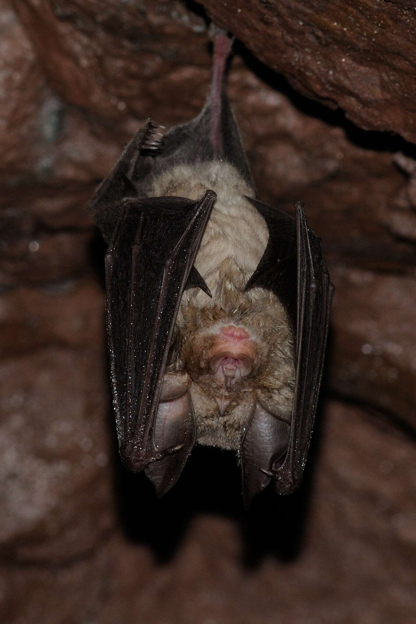 Image of Mediterranean Horseshoe Bat