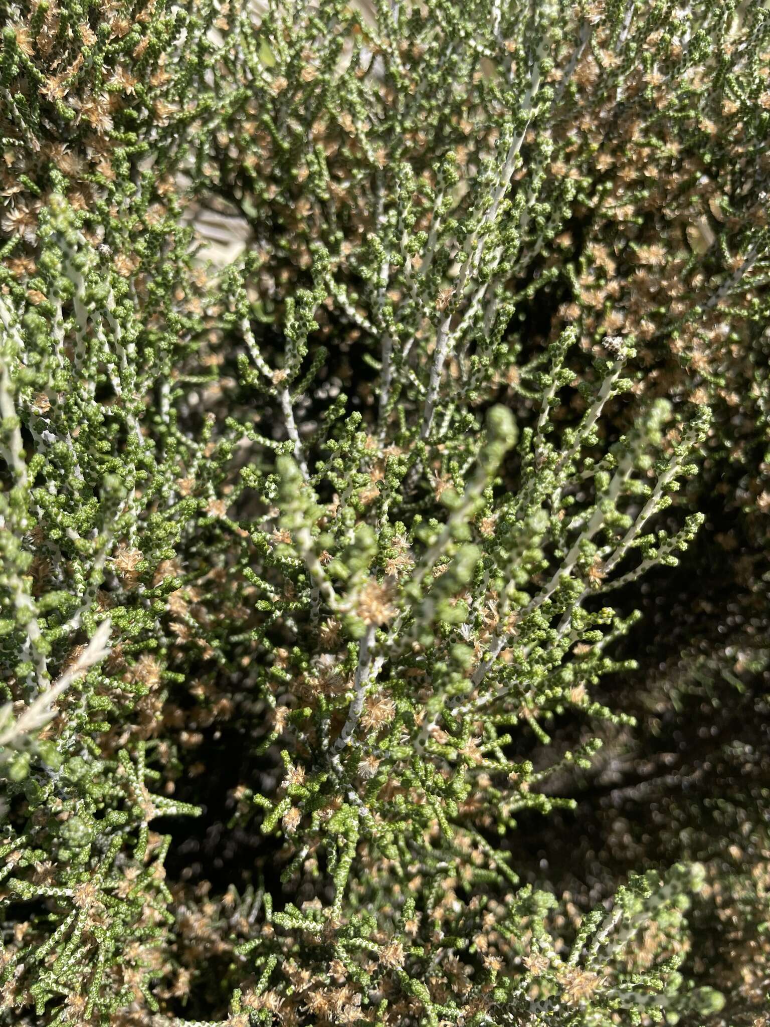 Image de Ozothamnus scutellifolius Hook. fil.