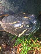 Image of Alabama Redbelly Turtle