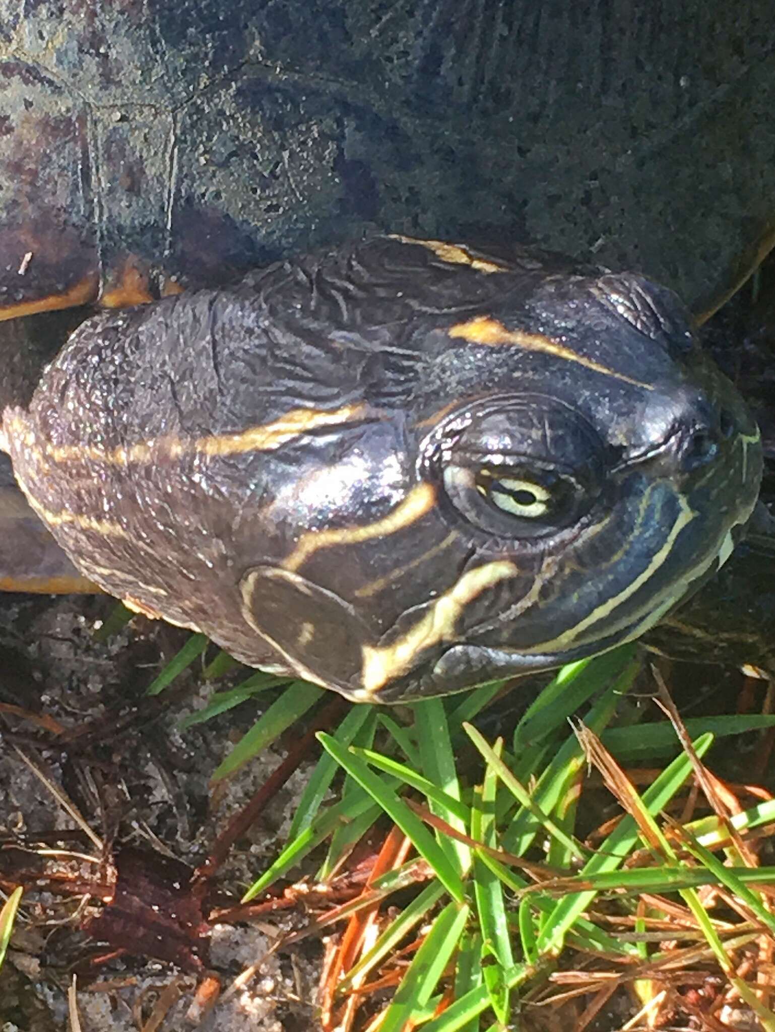 Image of Alabama Redbelly Turtle