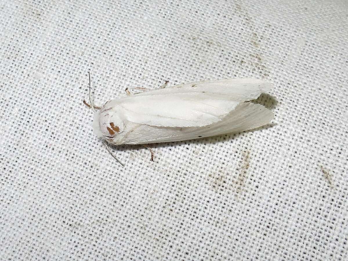 صورة Spilosoma urticae Esper 1789