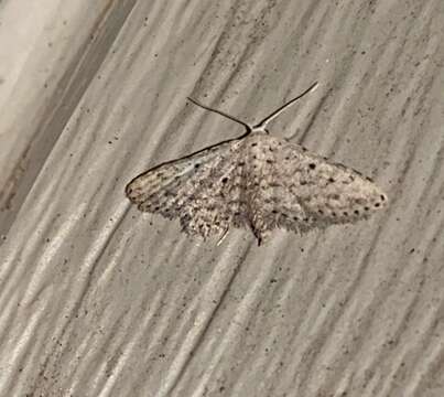 Image of Stippled Sigela Moth