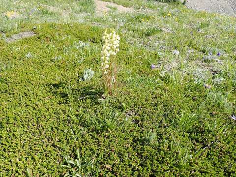 Image of coiled lousewort