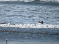 Image of Grey Gull