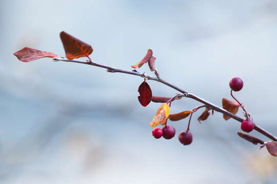 Image of Cotoneaster uniflorus Bunge