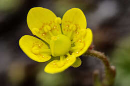 Sivun Saxifraga chrysantha A. Gray kuva