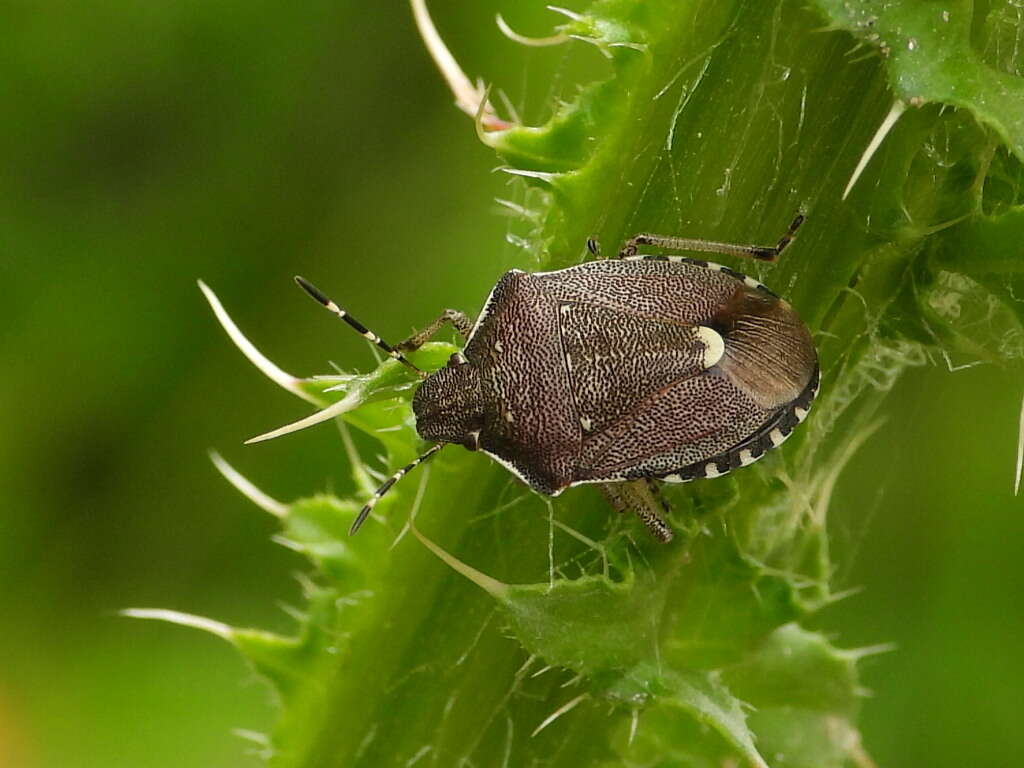 Holcostethus sphacelatus (Fabricius 1794) resmi