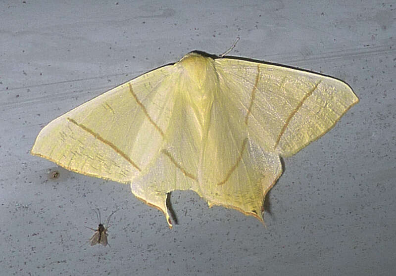 Image of swallow-tailed moth