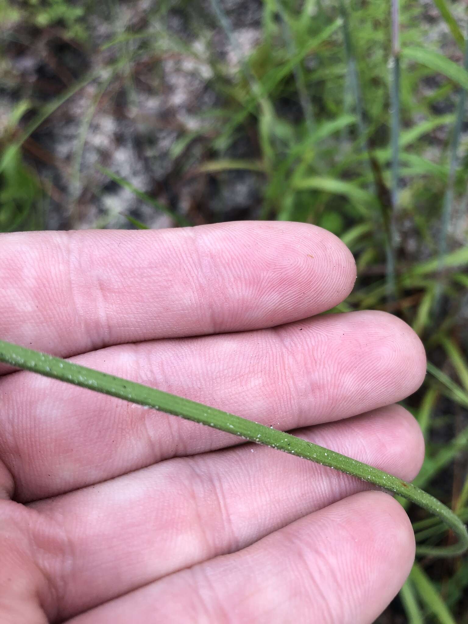 Imagem de Cyperus plukenetii Fernald