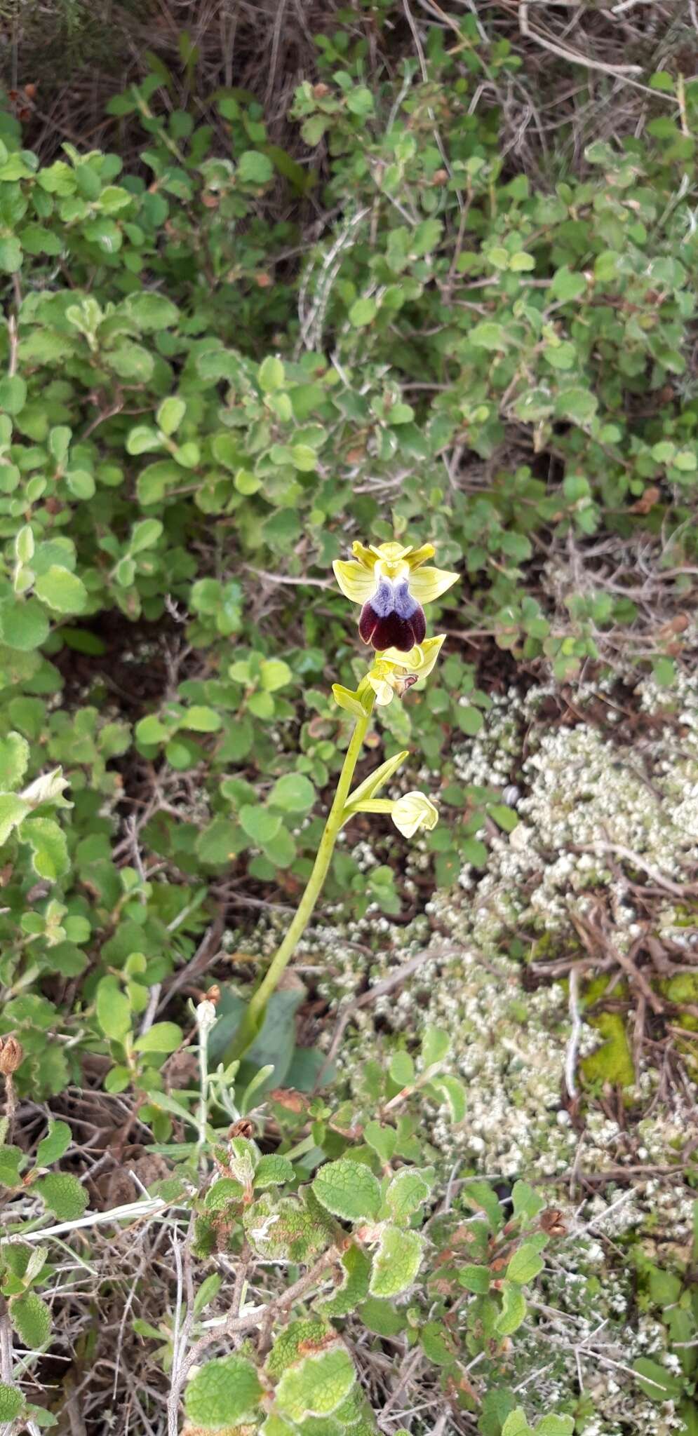 Image of Ophrys fusca subsp. iricolor (Desf.) K. Richt.