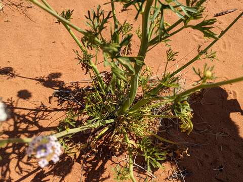 Imagem de Trachymene glaucifolia (F. Müll.) Benth.