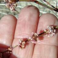 Imagem de Eriogonum gracile var. incultum J. L. Reveal